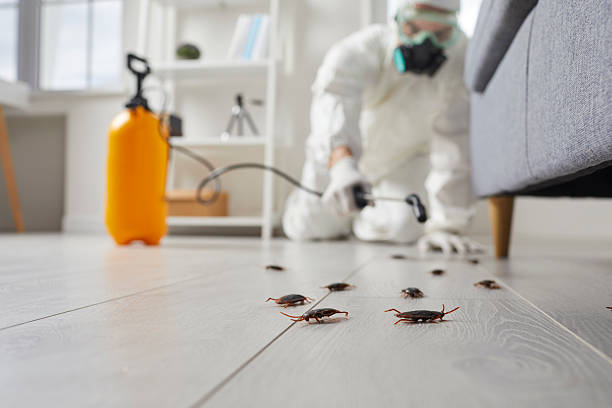 Commercial Kitchen Cockroach Control in Clever